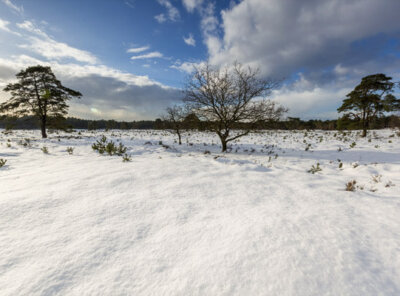 Timelapse veluwe sneeuw