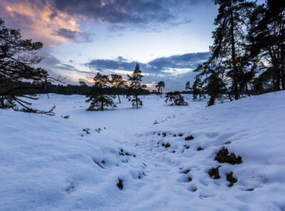 Zonsondergang sneeuw Veluwe