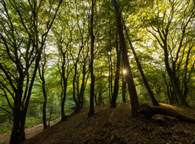 Speulderbos voorjaar zonsopkomst