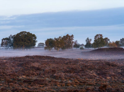 Mist timelapse Veluwe
