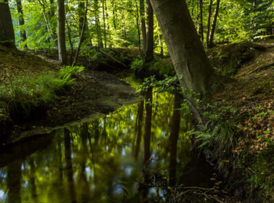 Timelapse beek Veluwe
