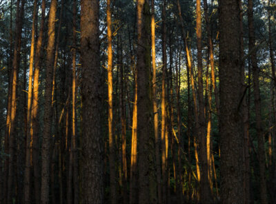 Zonsondergang bos Veluwe