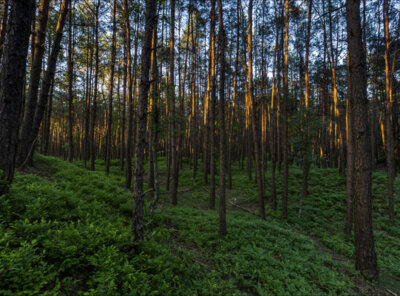 Timelapse bos veluwe