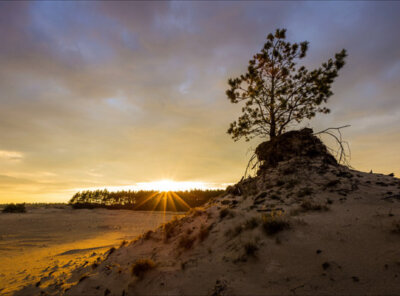 Dag naar nacht Veluwe