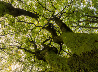 Speulderbos voorjaar