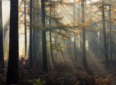Timelapse larixen lichstralen