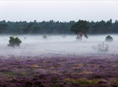 Timelapse mist bloeiende heide