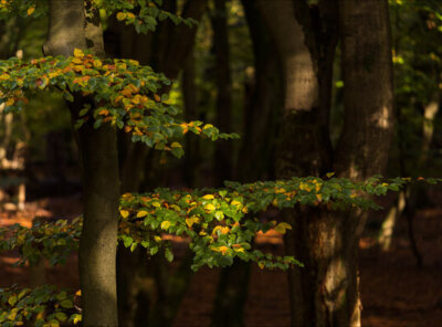Timelapse herfstbladeren speulderbos
