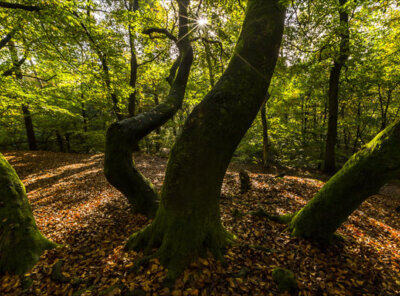 Speulderbos bomengroep timelapse