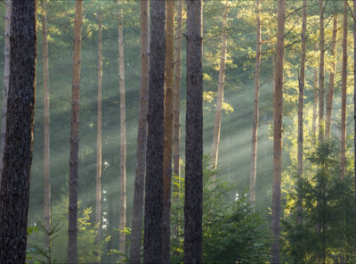 Timelapse lightbeams veluwe