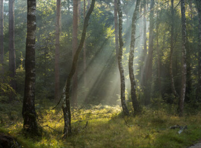 Lichstralen berken Veluwe