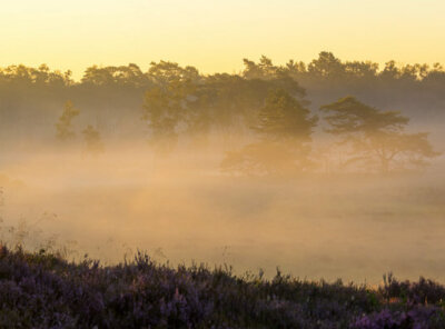 Timelapse golvende mist heide