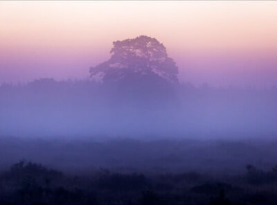 Timelapse heide en mist