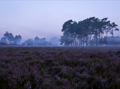 Timelapse blue hour mist