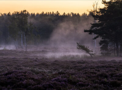 Timelapse ven op de Veluwe