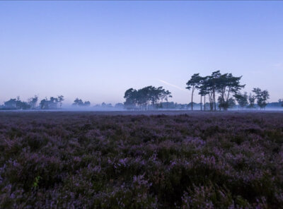 Timelapse mist heide blue hour