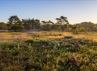 Zonsopkomst heide Veluwe