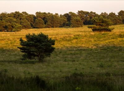 Timelapse schaduwen Veluwe