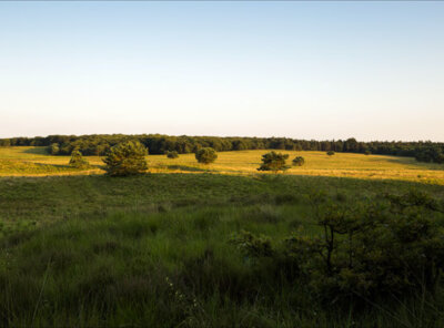 Timelapse schaduwen sunset Veluwe