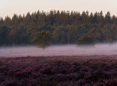 Timelapse heide veluwe