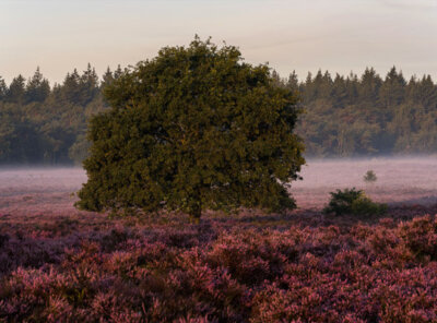 Mist op de heide