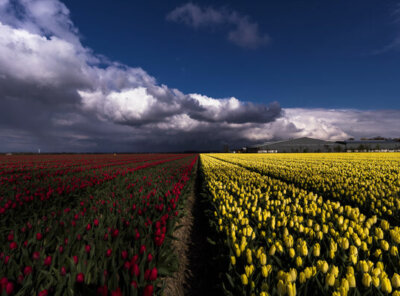 Stormwolken tulpenveld
