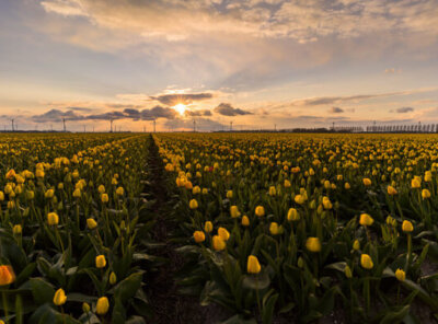 Timelapse zonsondergang tulpen