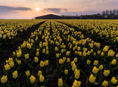 Timelapse gele tulpen