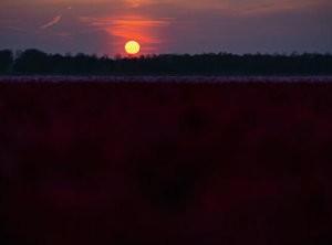 Timelapse zonsondergang tulpen