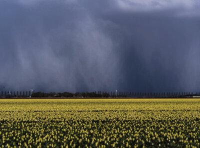 Tulpen timelapse hagelbui
