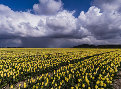 Timelapse tulpen hagelbui
