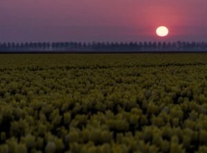 Tulpen timelapse zonsopkomst