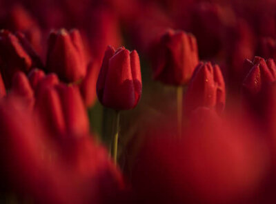 Timelapse close-up tulp