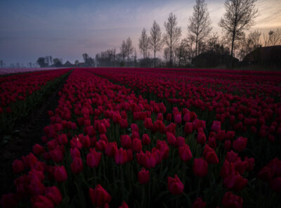 Timelapse zonsopkomst tulpenveld