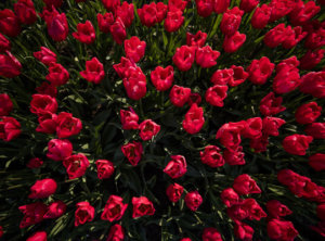 Timelapse rode tulpen