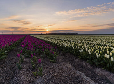 Zonsondergang tulpenveld
