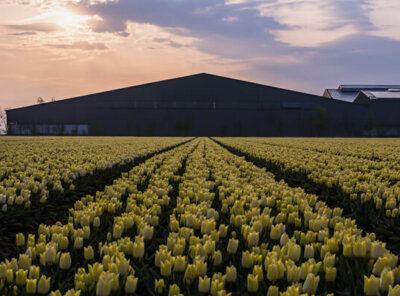 Timelapse zonsopkomst tulpen