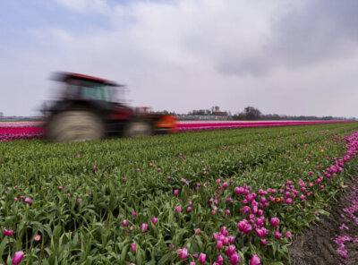 Timelapse tulpen koppen