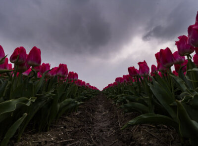 Timelapse tulpen donkere lucht