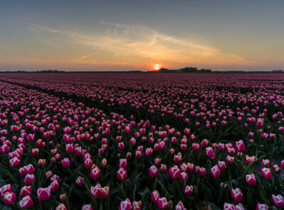 Zonsondergang tulpenveld