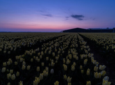 Timelapse zonsopkomst tulpenveld