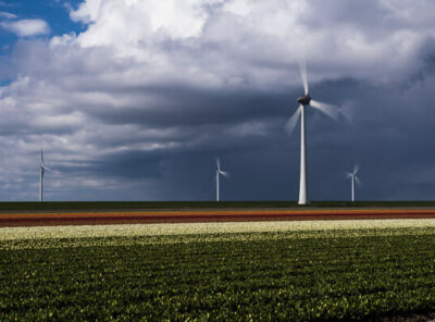 Timelapse bui tulpen