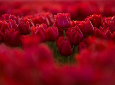Timelapse close-up tulp