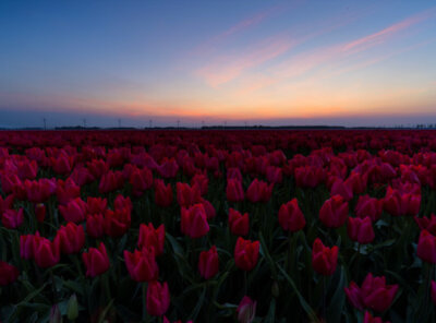 Timelapse zonsondergang tulpen