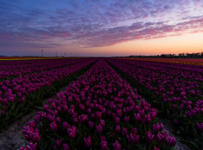 Timelapse zonsopkomst tulpenveld