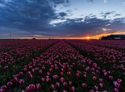 Timelapse zonsondergang tulpenveld